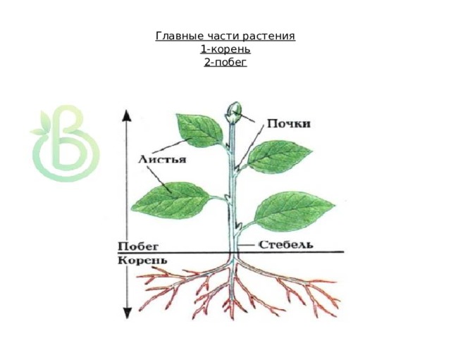 Процессы в органах растений. Вегетативные органы растений побег. Органы побега растения вегетативные генеративные. Нарисуйте схему вегетативной части растений. Горизонтально расположенные вегетативные органы растения.