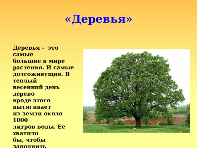 «Деревья» Деревья - это самые большие в мире растения. И самые долгоживущие. В теплый весенний день дерево вроде этого вытягивает из земли около 1000 литров воды. Ее хватило бы, чтобы заполнить пять ванн. 