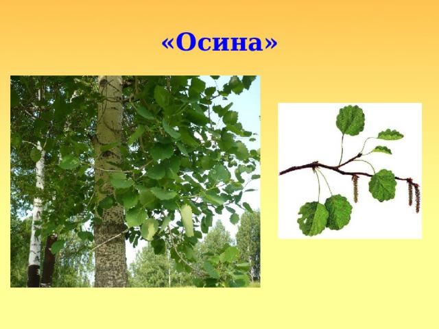 «Осина» 