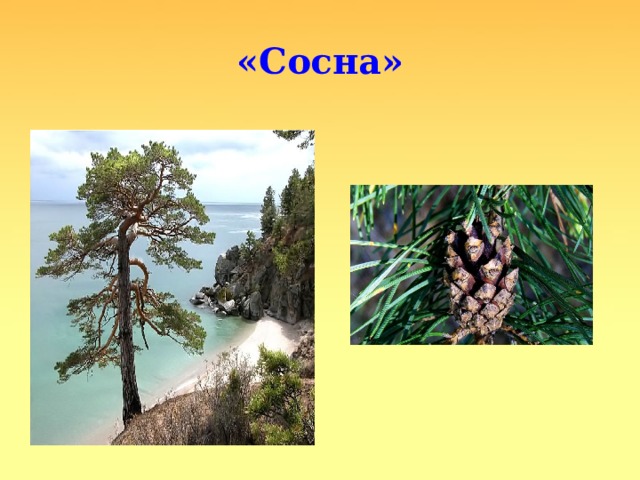 «Сосна» 