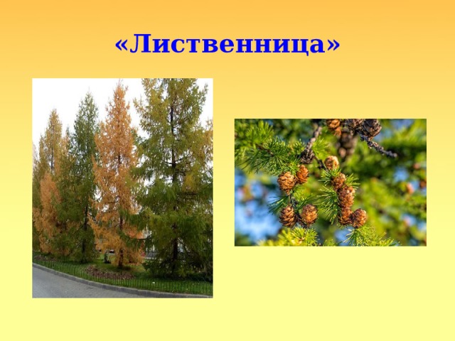 «Лиственница» 