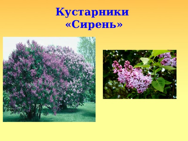 Кустарники  «Сирень» 