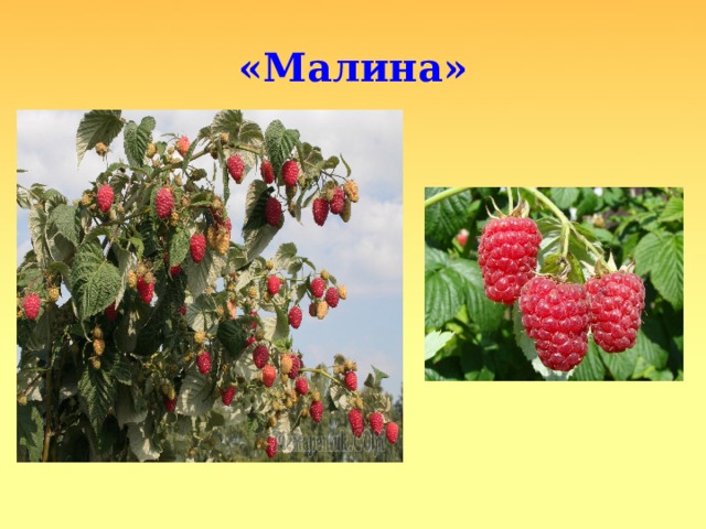 «Малина» 