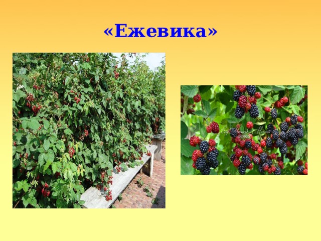 «Ежевика» 