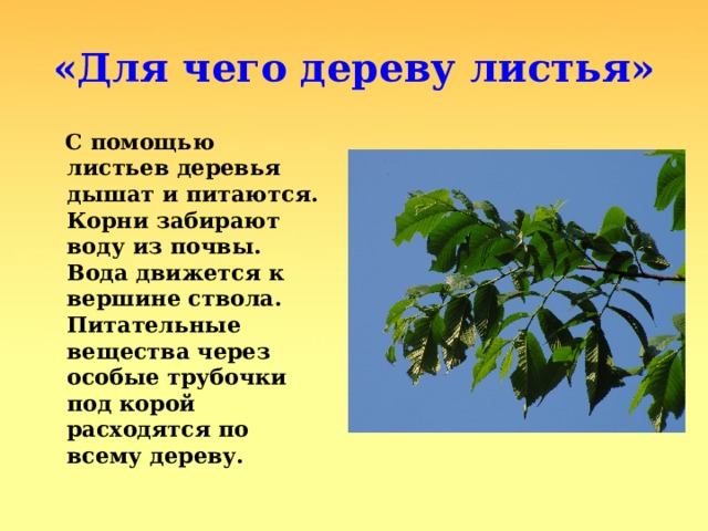 «Для чего дереву листья»  С помощью листьев деревья дышат и питаются. Корни забирают воду из почвы. Вода движется к вершине ствола. Питательные вещества через особые трубочки под корой расходятся по всему дереву. 