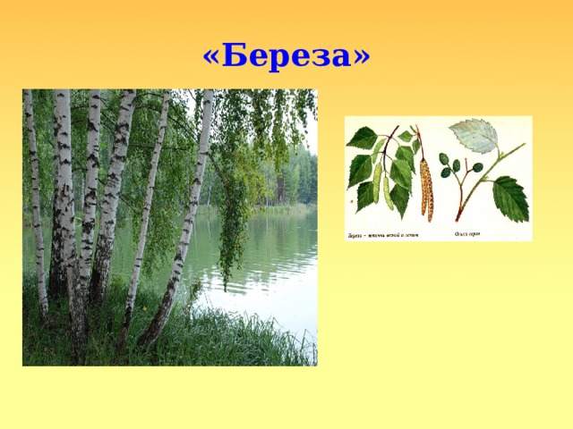 «Береза» 