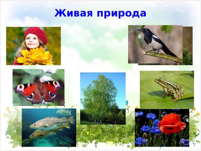 Живая природа   