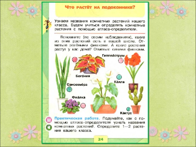 Окружающий мир 1 класс презентация что растет на подоконнике