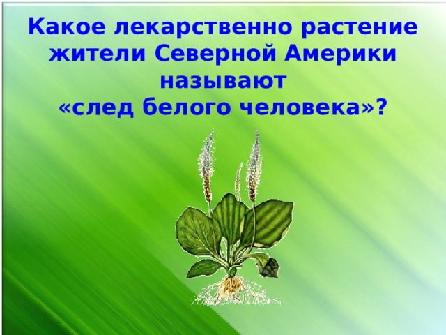 Следом называют. След белого человека растение. Какое растение индейцы называли след белого человека. Какая трава названа следом белого человека. Какую траву индейцы назвали следом белого человека.