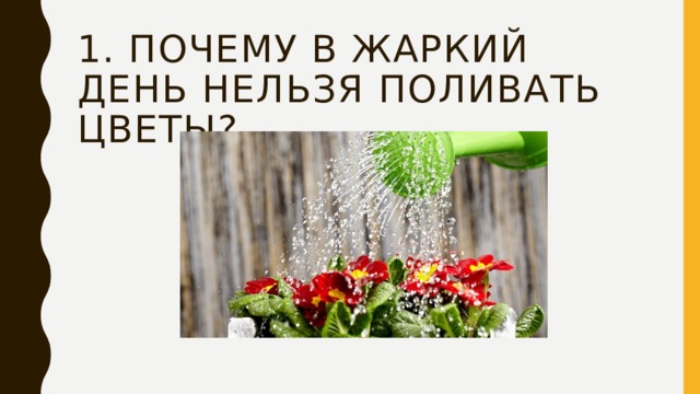 1. Почему в жаркий день нельзя поливать цветы? 