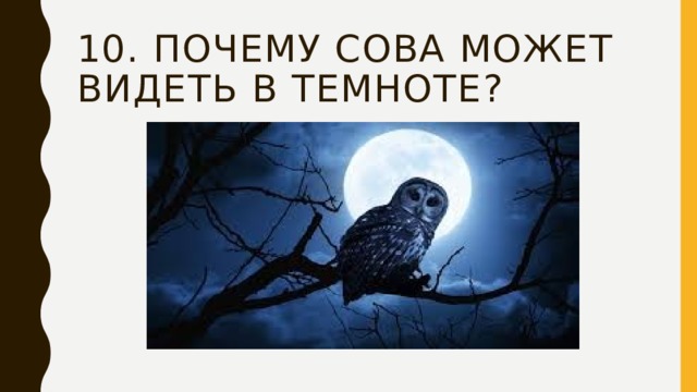 10. Почему сова может видеть в темноте? 