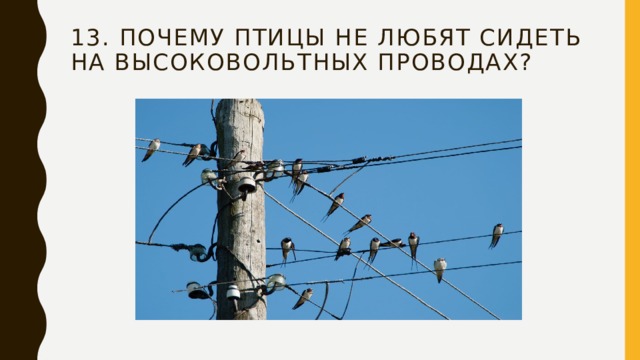 13. Почему птицы не любят сидеть на высоковольтных проводах? 