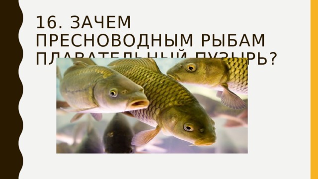 16. Зачем пресноводным рыбам плавательный пузырь? 