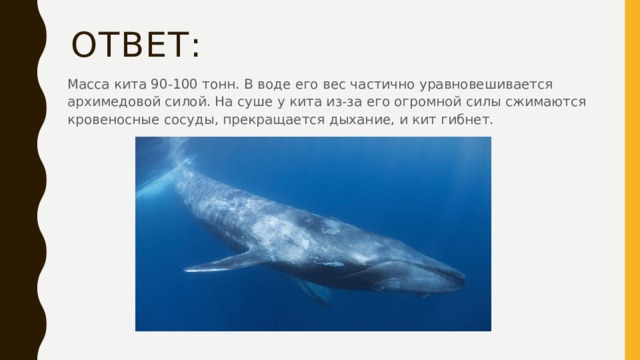 Ответ: Масса кита 90-100 тонн. В воде его вес частично уравновешивается архимедовой силой. На суше у кита из-за его огромной силы сжимаются кровеносные сосуды, прекращается дыхание, и кит гибнет. 