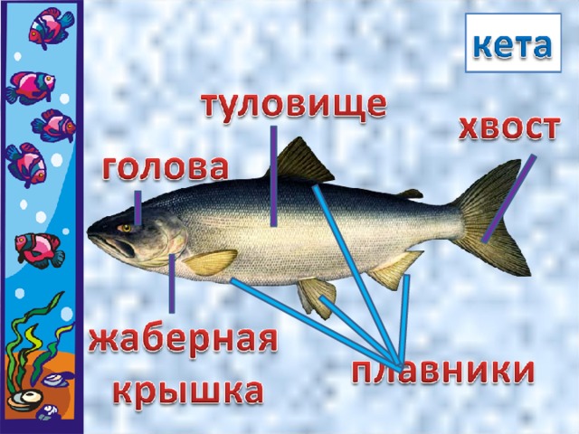 Проект 3 класс рыбы