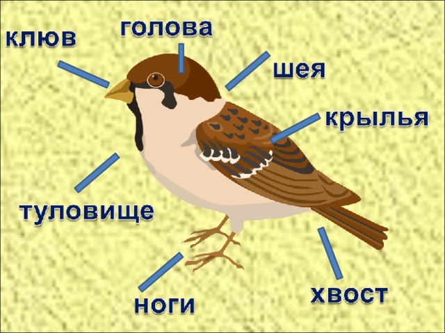 Проект птицы 1 класс окружающий мир Презентация "Кто такие птицы?