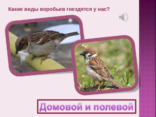 Виды воробьев. Виды воробьёв. Какие виды Воробьев. Воробей виды. Какие бывают воробьи.