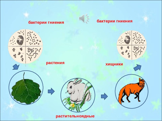 Бактерии гниения картинки