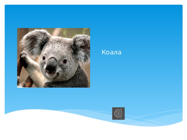 Коала Коала 