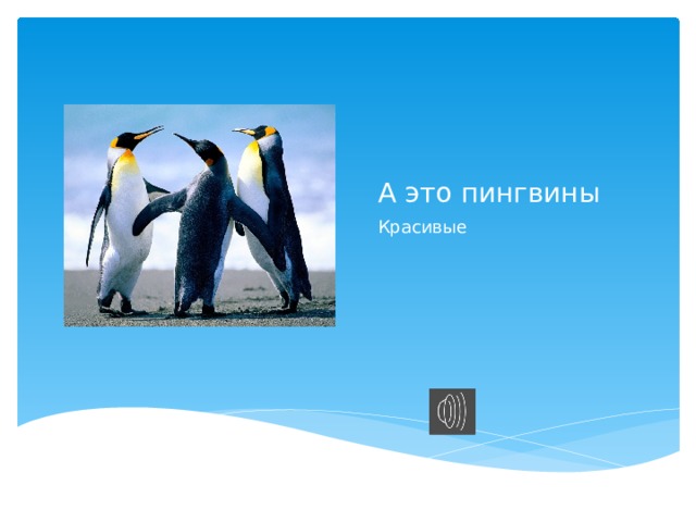 А это пингвины Красивые 