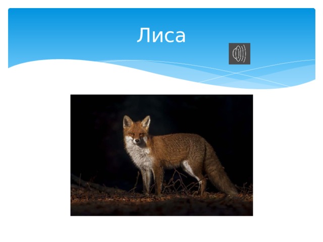 Лиса 