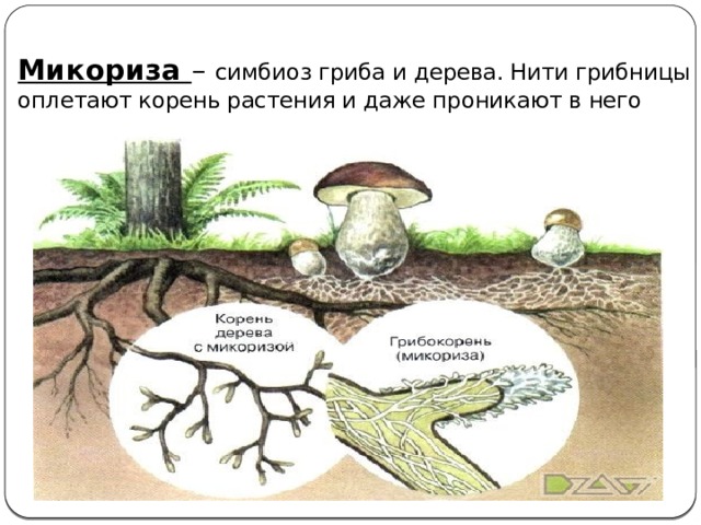 Корни грибов как называется. Микориза симбиоз гриба и растения. Микориза это симбиоз гриба и дерева. Грибница взаимосвязь с деревьями.
