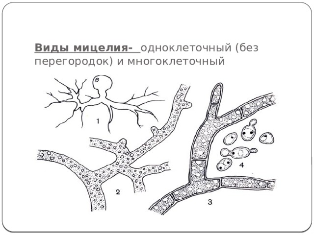 Вегетативное тело мицелий