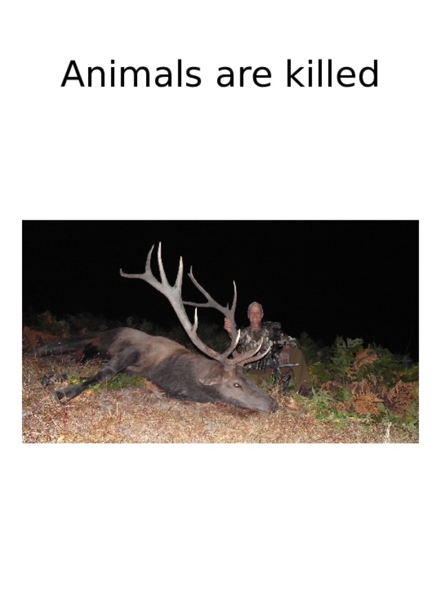 Animals are killed 