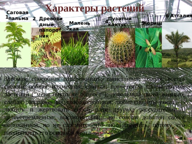 Attalea princeps план рассказа