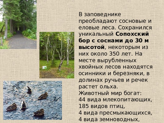 В заповеднике преобладают сосновые и еловые леса. Сохранился уникальный Сопохский бор с соснами до 30 м высотой , некоторым из них около 350 лет. На месте вырубленных хвойных лесов находятся осинники и березняки, в долинах ручьев и речек растет ольха. Животный мир богат: 44 вида млекопитающих, 185 видов птиц, 4 вида пресмыкающихся, 4 вида земноводных, 17 видов рыб.  