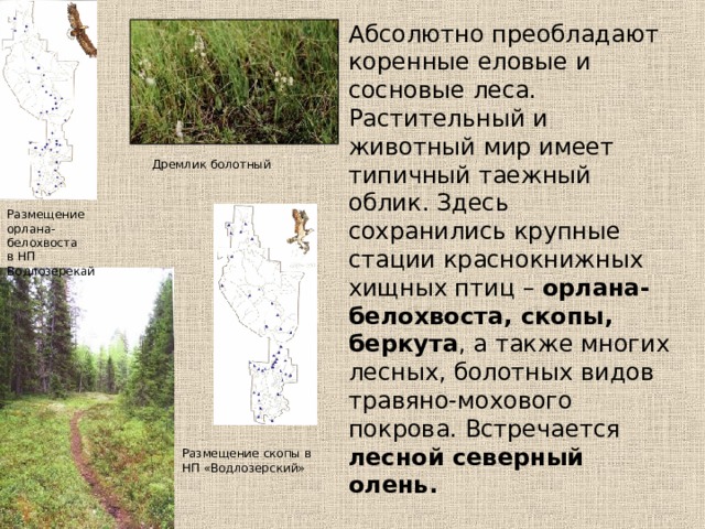 Абсолютно преобладают коренные еловые и сосновые леса. Растительный и животный мир имеет типичный таежный облик. Здесь сохранились крупные стации краснокнижных хищных птиц – орлана-белохвоста, скопы, беркута , а также многих лесных, болотных видов травяно-мохового покрова. Встречается лесной северный олень.  Дремлик болотный Размещение орлана-белохвоста в НП Водлозерекай Размещение скопы в НП «Водлозерский» 