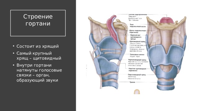 Строение гортани человека фото