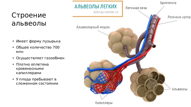 Строение альвеолы   Имеет форму пузырька Общее количество 700 млн Осуществляет газообмен Плотно оплетена кровеносными капиллярами У плода пребывают в сложенном состоянии 
