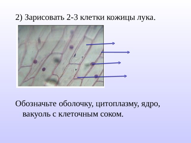 2) Зарисовать 2-3 клетки кожицы лука. Обозначьте оболочку, цитоплазму, ядро, вакуоль с клеточным соком. 