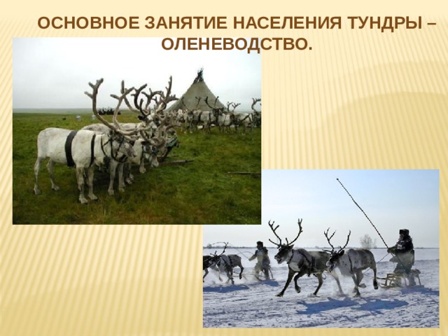 Какой народ называл тундру. Тундра занятия населения оленеводство. Тундра природная зона оленеводство. Основное занятие населения тундры. Занятия коренного населения тундры.