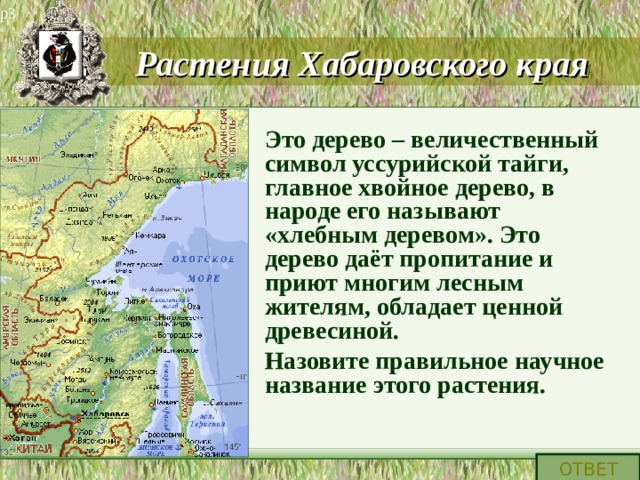 р3 Растения Хабаровского края Это дерево – величественный символ уссурийской тайги, главное хвойное дерево, в народе его называют «хлебным деревом». Это дерево даёт пропитание и приют многим лесным жителям, обладает ценной древесиной. Назовите правильное научное название этого растения. ОТВЕТ 