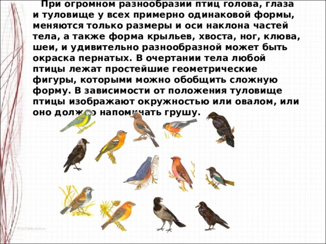 При огромном разнообразии птиц голова, глаза и туловище у всех примерно одинаковой формы, меняются только размеры и оси наклона частей тела, а также форма крыльев, хвоста, ног, клюва, шеи, и удивительно разнообразной может быть окраска пернатых. В очертании тела любой птицы лежат простейшие геометрические фигуры, которыми можно обобщить сложную форму. В зависимости от положения туловище птицы изображают окружностью или овалом, или оно должно напоминать грушу. 