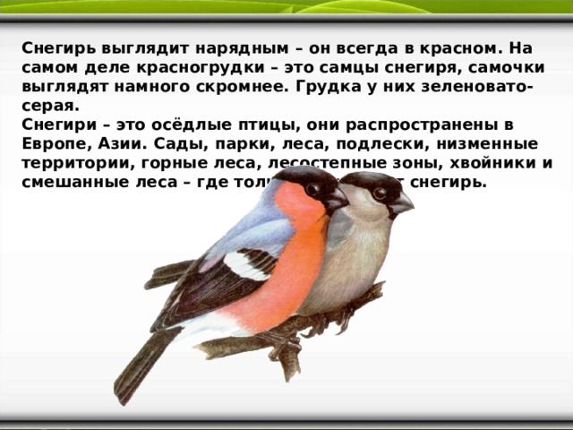 Всегда красный. Грудка снегиря. Почему у снегиря грудка красная. Отчего у снегиря грудка красная. Снегирь серая грудка.