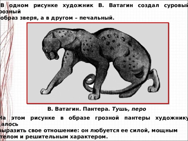 Тело этого животного изображенного на рисунке. Ватагин пантера. Василий Ватагин пантера. В.Ватагин пантера тушь перо. Ватагин пантера тушь.