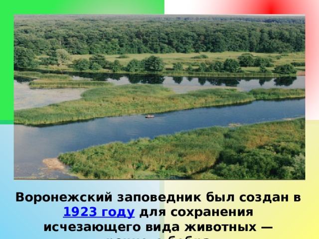 Воронежский заповедник был создан в 1923 году для сохранения исчезающего вида животных — речного бобра 