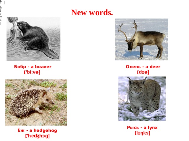 N ew words .  Бобр -  a  beaver  [ 'bi:və ]  Олень - a deer  [ dɪə ] Рысь - a  lynx  [ lɪŋks ] Ёж -  a hedgehog  [ 'heʤhɔg ] 
