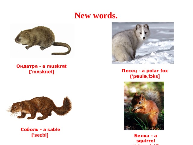 N ew words . Ондатра - a  muskrat  [ 'mʌskræt ] Песец - a polar fox [ 'pəulə , fɔks ] Соболь - a sable  [ 'seɪbl ]   Белка - a squirrel [ 'skwɪr(ə)l ] 