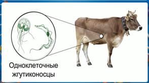 В желудке и кишечнике жвачных млекопитающих. Жгутиконосцы в желудке коровы. Корова симбиоз. Желудок травоядных. Бактерии в желудке коровы.