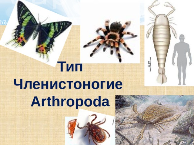 Тип Членистоногие  Arthropoda  