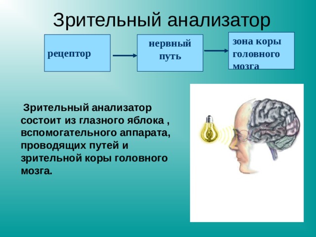 Зрительный анализатор зона коры головного мозга нервный путь рецептор   Зрительный анализатор состоит из глазного яблока , вспомогательного аппарата, проводящих путей и зрительной коры головного мозга.   