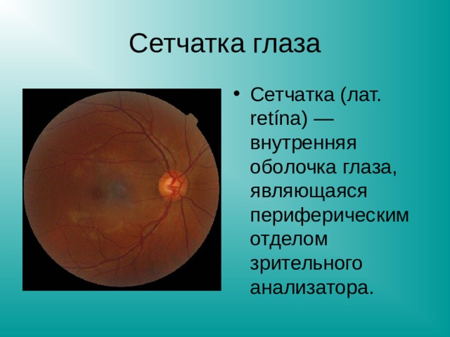 Сетчатка глаза Сетчатка (лат. retína) — внутренняя оболочка глаза, являющаяся периферическим отделом зрительного анализатора. 
