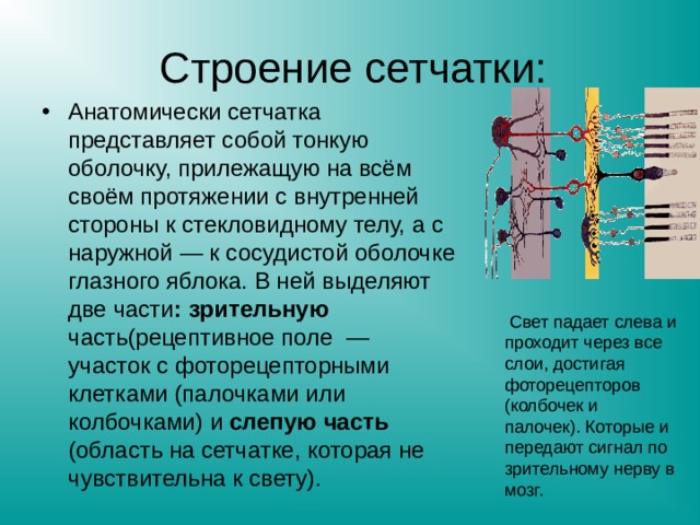 Строение сетчатки: Анатомически сетчатка представляет собой тонкую оболочку, прилежащую на всём своём протяжении с внутренней стороны к стекловидному телу, а с наружной — к сосудистой оболочке глазного яблока. В ней выделяют две части : зрительную часть(рецептивное поле — участок с фоторецепторными клетками (палочками или колбочками) и слепую часть (область на сетчатке, которая не чувствительна к свету).  Свет падает слева и проходит через все слои, достигая фоторецепторов (колбочек и палочек). Которые и передают сигнал по зрительному нерву в мозг. 