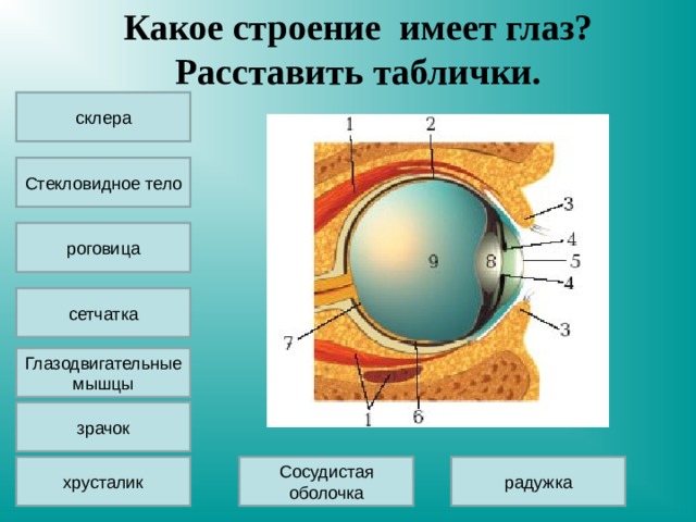 Какое строение имеет глаз?  Расставить таблички. склера Стекловидное тело роговица сетчатка Глазодвигательные мышцы зрачок хрусталик Сосудистая оболочка радужка 