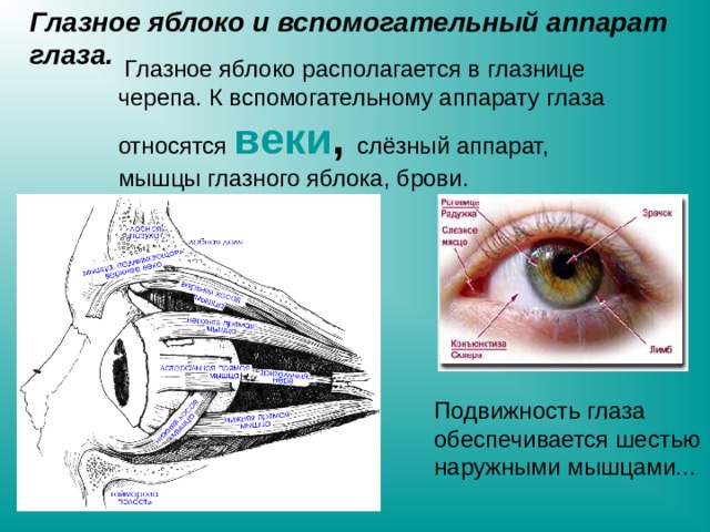 Глазное яблоко и вспомогательный аппарат глаза.  Глазное яблоко располагается в глазнице черепа. К вспомогательному аппарату глаза относятся веки ,  слёзный аппарат, мышцы глазного яблока, брови. Подвижность глаза обеспечивается шестью наружными мышцами... 