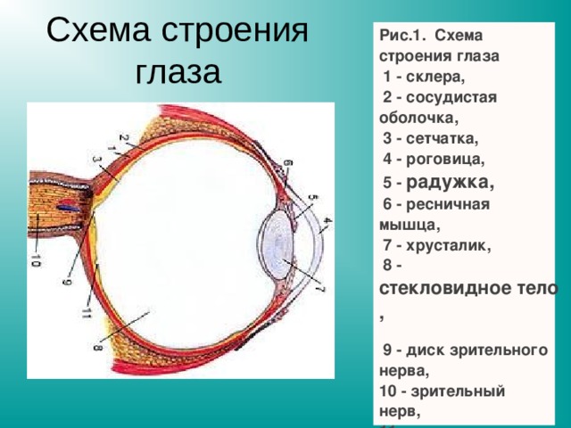                                                                                   Рис.1.  Схема строения глаза   1 - склера,   2 - сосудистая оболочка,   3 - сетчатка,   4 - роговица,   5 -   радужка,   6 - ресничная мышца,   7 - хрусталик,   8 -  стекловидное тело,   9 - диск зрительного нерва,  10 - зрительный нерв,  11 -  желтое пятно. Схема строения глаза   